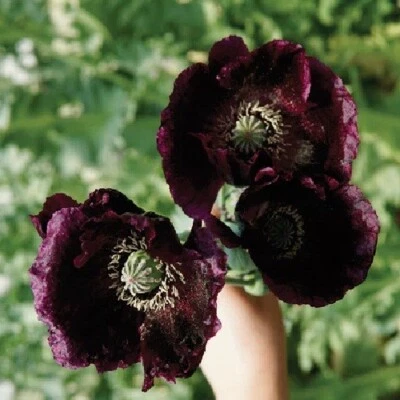 10 000 органических семян мака после полуночи Papever Somniferum для посадки - Изображение 1 из 3