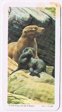 Brooke Bond Red Rose Tea Card #34 California Sea Lion Animals & Their Young