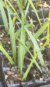 2+ Year Old Sabal Palm Tree, Cabbage Palm, Texas Sabal "Not Bare Root, 1 Sapling - Picture 1 of 7