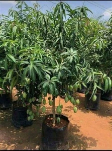Mango Plant Express Service - Picture 1 of 6