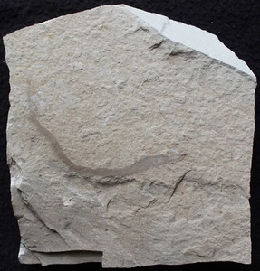 Worm 01S Rare Polychaete Annelid Worm Well Preserved -Cretaceous Fossils Lebanon - Bild 1 von 6