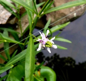 One Bare Root Runner - Hardy Marginal - Beautiful White Flower Pink w/ Center - Picture 1 of 9