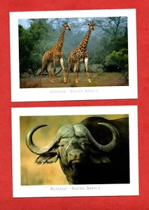 South African GIRAFFE & BUFFALO postcards wild animal zoo pet farm nature tree - Picture 1 of 2