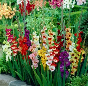 10 Gladiolus Dwarf Butterfly Gladioli Mix – Pack of 10 Premium Bulbs - Picture 1 of 2