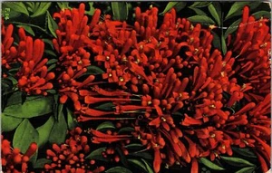 FL-Florida, Flame Vine, bellissima vite ornamentale, c1939 cartolina d'epoca - Foto 1 di 2