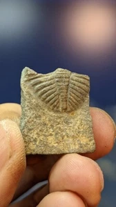 Britischer Trilobit Ogyginus corndensis​ Heckteil, Wales. Wie abgebildet. Verpackt. - Bild 1 von 5