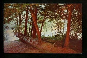 Tree postcard California Redwood Re Incarnation Tree chrome - Picture 1 of 2