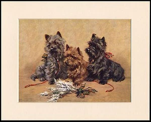 CAIRN TERRIER HUNDE UND WEISS MELIERT SCHÖNER MONTIERTER HUNDDRUCK RAHMENFERTIG - Bild 1 von 1