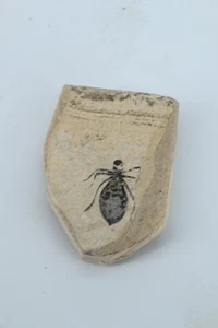 Larve de Libellule fossile Libellele Doris Miocene Castigliole d'asti Italie n7 - Picture 1 of 3