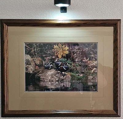 Limited Edition Thomas D. Mangelsen Photograph - "Harlequin Romance" 82/950 - Image 1 of 4