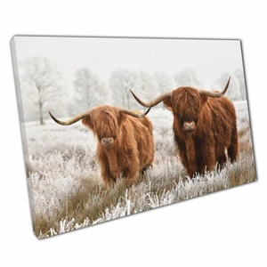 Two Scottish Highland Cows National Park Drenthe Netherlands Winter Print Canvas