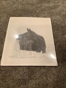 Horse Eating In Water - By Peggy Adair - 19”x15 1/2” - Picture 1 of 4