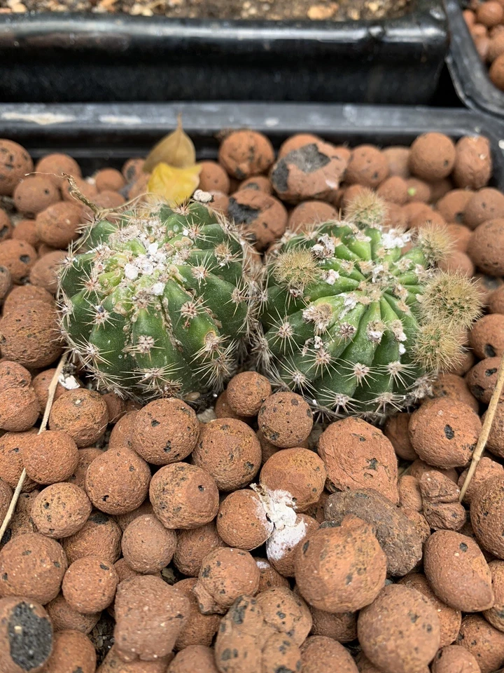 Doble Echinopsis Hibrido Flor Naranja - Imagen 1 de 2