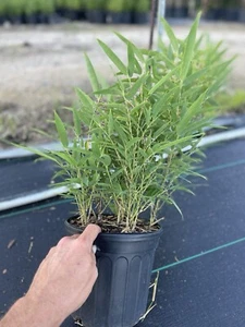 Black bamboo live plant Phyllostachys nigra Multi Cane - Picture 1 of 3