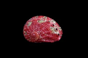 Sea shell - Haliotis clathrata - 22mm - ( NICE COLOR! ). - Picture 1 of 3