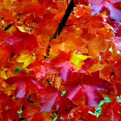 *RED SUNSET* Japanese Maple (Acer rubrum) Tree Seeds, Landscaping or Bonsai - Image 1 of 4