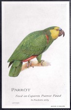 CAPERN-BRITISH & FOREIGN BIRDS (P54 PLAIN BACK)-#50- PARROT 