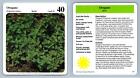 Oregano #33 Herbs - My Green Gardens 1987 Cardmark Card