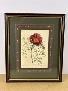 Pierre Joseph Redoute' Paeonia Tenuifoila Farnblatt Pfingstrose Glas gerahmter Druck Kunst - Bild 1 von 15