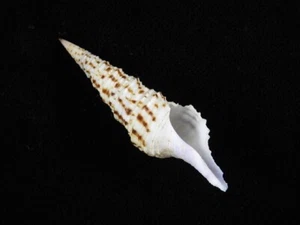 Sea shell Turris undosa 56.1mm ID#9024 - Picture 1 of 3