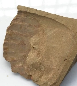 Cambrian fossil Guangweicaris spinatus ,teaching,No.t34 - Imagen 1 de 2