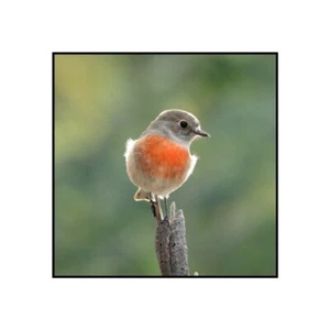 Scarlet Robin (F), Tasmanian Wildlife Photography, Ready to Frame, Standard Size - Picture 1 of 1