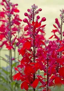 LOBELIA CARDINALIS, FLOR CARDINAL - Imagen 1 de 4