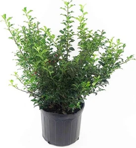 Ilex X meserveae 'Blue Princess' (Blue #2 Size Container, Blue Princess  - Picture 1 of 3