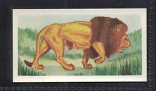 LION - 65 + year old English Trade Card # 3