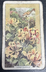 Gallaher Cigarette Card - Wild Flowers, 1939 - No. 16, Honeysuckle - Picture 1 of 2