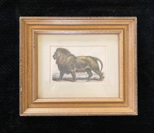 LION Framed Antique Print/Hand-Colored Engraving Technique/London 1843 - Bild 1 von 3