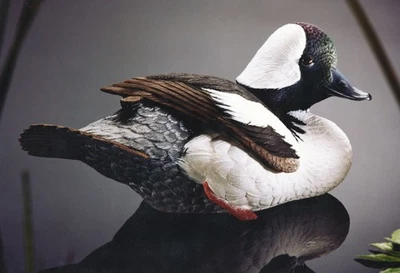 Eastern Pride - Little Swimmer Bufflehead - Resin decoy by Roger Desjardin - Image 1 of 3