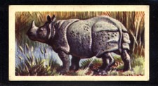 Brooke Bond Asian Wild Life (1962) Indian Rhinoceros No. 44