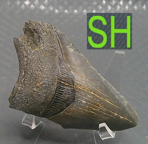 Diente de tiburón Megalodon fósil marino prehistórico natural encontrado Georgia del Sur 3" - Imagen 1 de 8
