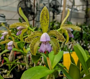 Cattleya tigrina v. coerulea  rare and exceptional orchid species great plants! - Picture 1 of 6