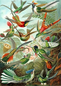 HB02 HUMMINGBIRDS VINTAGE A4 POSTER PRINT - Picture 1 of 1