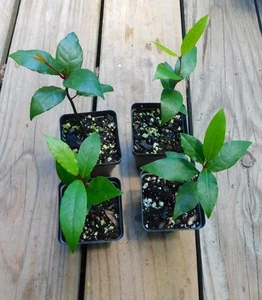 1 Laurus nobilis Bay Leaf Tree Bay Laurel Sweet Bay Rooted Starter Plant - Picture 1 of 4