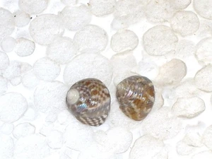 STEROMPHALA ADRIATICA GREAT PAIR - Imagen 1 de 2