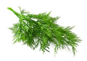 Eneldo ( Anethum graveolens ) 500 semillas - seeds - Picture 1 of 1