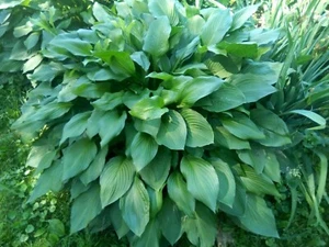 3 Hosta Eyes Live Plants Bare Root Green Plantain lily purple flowers perennial - Picture 1 of 5