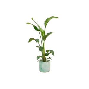 Strelitzia nicolai – Weiße Paradiesvogelblume – 100 cm – Ø 22 cm – mit - Bild 1 von 1