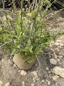 Adenia spinosa succulente cactus Rami Con Spine caudex 20 Cm Su Radici Proprie - Imagen 1 de 7