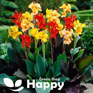 CANNA INDICA - 8 SEEDS - MIXED COLOURS - Indian shot - Tropical - UP to 6,5 FT! - Picture 1 of 1