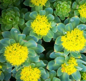 Semillas de ROSEROOT RANÚNCULO rosa de oro raíz Sedum Rhodiola Rosea amarillo - Imagen 1 de 1