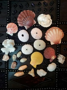 LOT of Assorted Shells - Picture 1 of 6