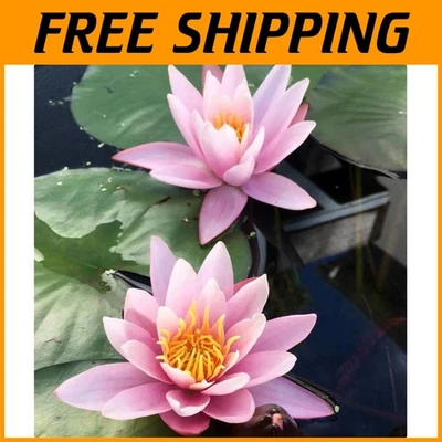 Perennial Pink Water Lily - Natural Aquatic Plant for Ponds and Gardens - Image 1 of 4