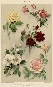 VICTORIAN ROSES: 1903 Authentic (Dated) True Stone Chromolithograph Botanical - Picture 1 of 3