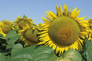 100 SEMI GIRASOLE GIGANTE +OMAGGIO+ SPEDIZIONE GRATUITA - Foto 1 di 1