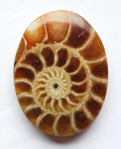 44.65 Cts Natural Ammonite Cabochon Loose Gemstone 32.5X24.6X6 MM SS11 - Picture 1 of 3