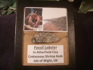 Dinosaurs Period Rock Fossil Lobster Darwin, Australia in Display Case - Picture 1 of 6
